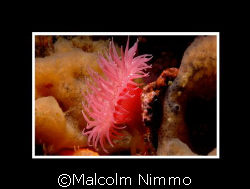 Profile of an anenome - Vancouver Island... by Malcolm Nimmo 